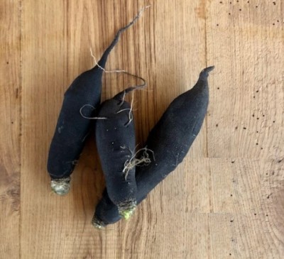 Radish  Noir Gros Long de Paris
